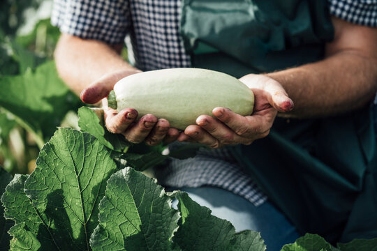Gardener holding zucchini