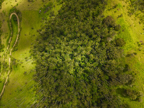 Aerial view of emerald green canopy and grass, a vibrant tapestry woven across the landscape, Salento, Quindio, Colombia.