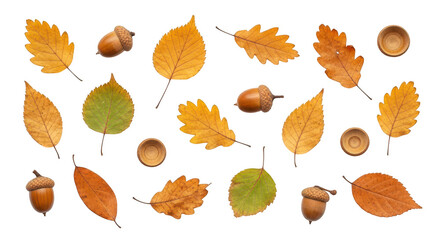 Obraz premium Autumn leaves and acorns set isolated on transparent background, autumn season natural elements collection