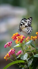 Obraz premium A delicate black and white butterfly rests on vibrant flowers, showcasing nature's beauty in a serene, colorful environment.