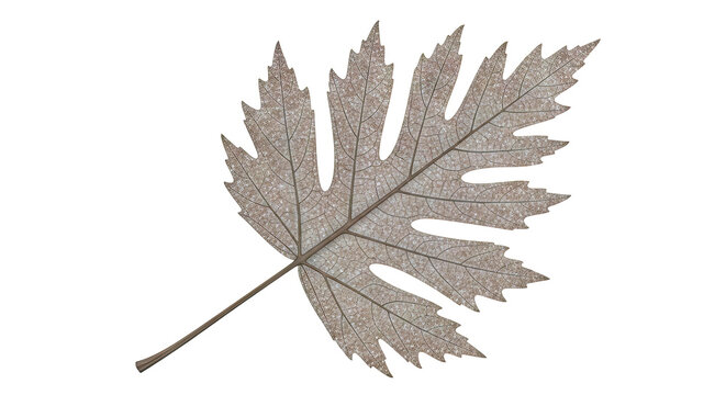 Dry Brown Leaf with Intricate Veining