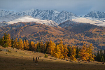 Obraz premium Vivid autumn landscape featuring golden foliage trees at foothills of snowy mountains during daylight.