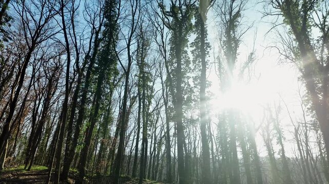 Panoramic moving view of a leafless spring forest with tall trees and bright sunlight. Natural woodland landscape capturing early season atmosphere and outdoor serenity