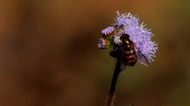 Detailed closeup footage capturing a eupeodes hoverfly demonstrating natural pollination behavior on ageratum conyzoides wildflowers in himachal pradesh, india.