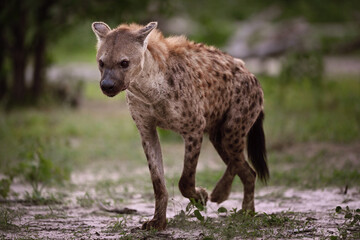 Obraz premium Spotted hyena (Crocuta crocuta) walking through African savanna, wildlife photography of large predator
