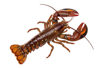 Detailed illustration of a lobster with vibrant orange and brown shell isolated on transparent background