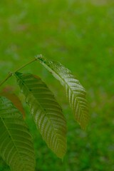 Close up leaves Matoa tree (Pometia pinnata)