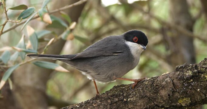 Sardinian warbler ( Curruca melanocephala ). Male adult feeding on a piece of wood. Southern France
