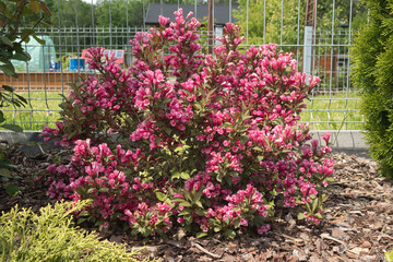 The weigel is an ornamental garden shrub known for its abundant, bell-shaped flowers in shades of pink and red. It blooms in spring and early summer, making it a popular choice for decorative planting © jarizPJ