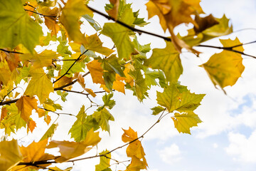 Fototapeta premium beautiful foliage of a deciduous tree that changes a variety of color options in early November