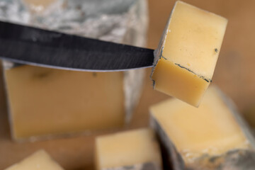 an old spoiled orange cheese with a lot of colorful mold, an inedible and dangerous cheese that was...