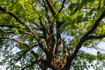 Fototapeta premium closeup of a powerful oak with large branches and green foliage in the summer in sunny bright weather, a deciduous oak tree with fresh foliage in bright sunlight in the summer season