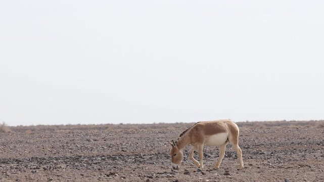 Iranian onager (Asiatic wild ass) walking and grazing in arid desert landscape, wildlife in Iran, natural habitat, close up and wide shots