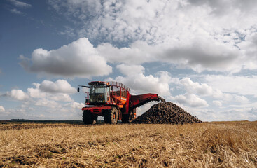 Fototapeta premium A lot of vegetables, raw food. Beet harvester is on the agricultural field at daytime