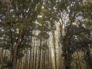 Obraz premium trees in the forest. Majestic tropical forest scene featuring a towering tree surrounded by lush green foliage and warm golden sunlight filtering through the canopy. The dramatic lighting. 