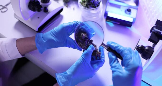 Laboratory workers in gloves examine cannabis bud carefully using magnifying glass. Magnifying glass reveals fine details of hemp plant material