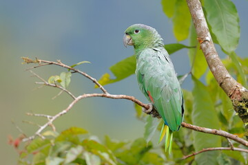Obraz premium Southern mealy amazon, Amazona farinosa, Parque Nacional Cayambe-Coca, Ecuador