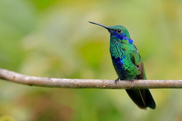 Obraz premium Sparkling violetear, Colibri coruscans, Ecuador