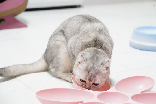 Silver Cat