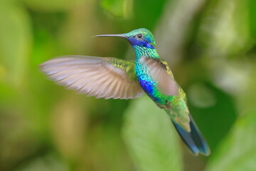 Fototapeta premium Sparkling violetear, Colibri coruscans, Ecuador