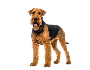 Airedale terrier standing on white background, fluffy coat with tan and black markings