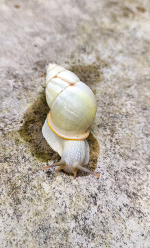 snail on the sand