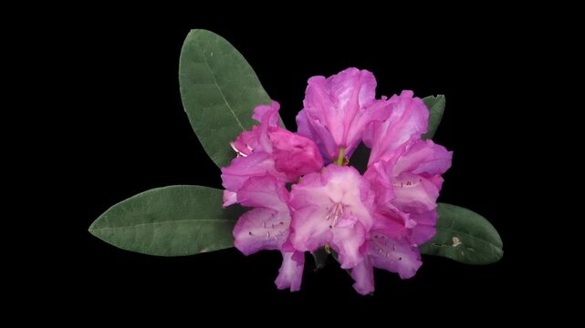 Time lapse of opening Blurettia rhododendron (Ericacea family) isolated on black background