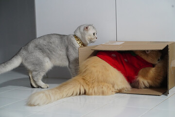 Fototapeta premium Two adorable cats, one gray with gold collar and one fluffy orange wearing red shirt, play together as orange cat hides inside cardboard box on white tiled floor