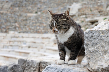 Black and white cat resting on the rocks