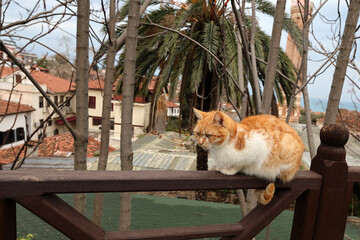 Ginger cat on the wooden handrail