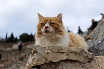 Ginger cat resting on the rocks