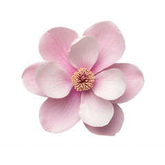 Fototapeta premium Pink magnolia blossom with delicate petals, showing natural beauty and background freshness transparent