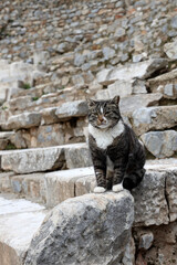 Black and white cat on the rocks