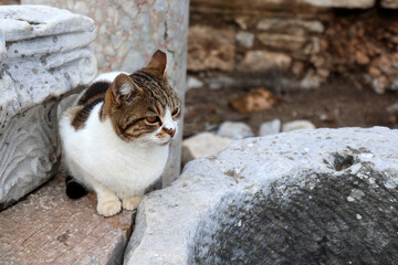 White and brown cat on the rocks