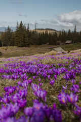 Fototapeta premium Blooming purple crocuses covering mountain meadow with tall evergreen pine trees and distant snow-capped peaks under soft blue sky. Peaceful spring alpine landscape in natural light.