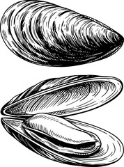 Detailed black and white line of mussels closed and open showing interior white background © Lisa_Stock