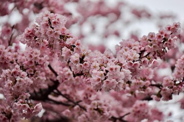 曇りの日ピンクが鮮やかな安行桜