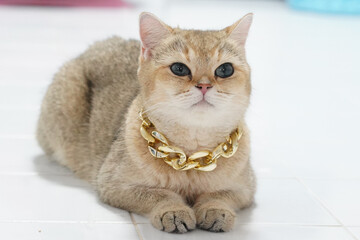 Golden brown cat, blue eyes, wearing chunky gold chain necklace, lying on white tile floor, indoor, luxury pet, relaxed and confident expression