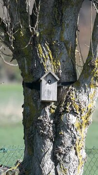 M&eacute;sange aux nichoir