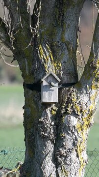M&eacute;sange aux nichoir
