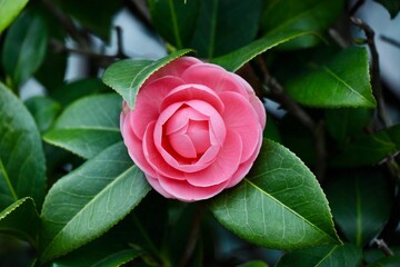 薔薇よりかわいいピンクの椿