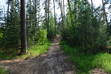 Fototapeta premium Winding Dirt Path Through a Sunny Pine Forest leading up the hill
