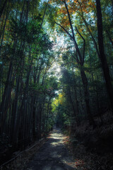 Fototapeta premium Otokoyama forest path in Kyoto, Japan