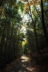 Fototapeta premium Otokoyama forest path in Kyoto, Japan