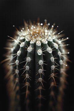 close-up of a ribbed green cactus with sharp golden spines and glistening water droplets on areoles against a moody dark background, delicate and tranquil mood
