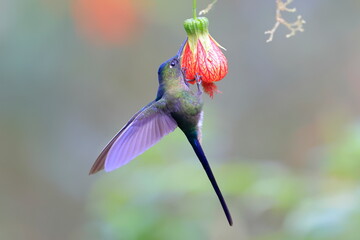 Violet-tailed Sylph - male, Aglaiocercus coelestis,  Ecuador © Kamil