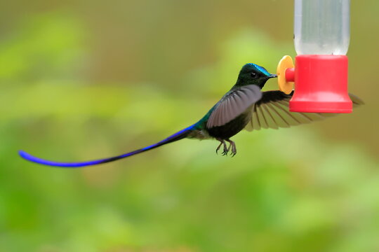 Violet-tailed Sylph - male, Aglaiocercus coelestis,  Ecuador