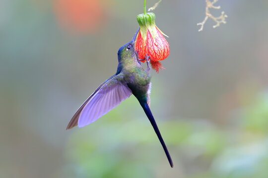 Violet-tailed Sylph - male, Aglaiocercus coelestis,  Ecuador