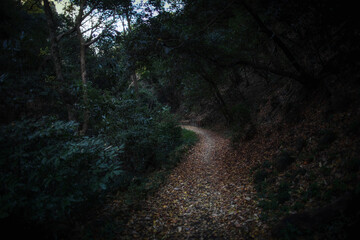 Obraz premium Otokoyama forest path in Kyoto, Japan