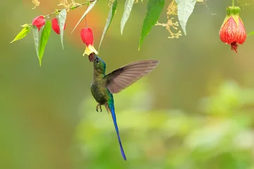 Violet-tailed Sylph - male, Aglaiocercus coelestis,  Ecuador © Kamil